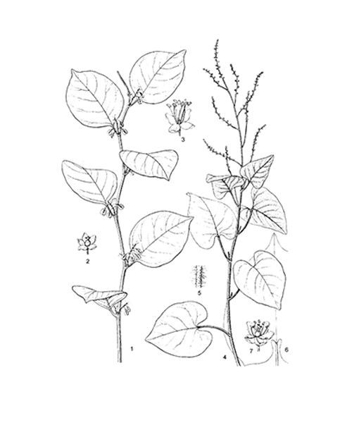 Natural compounds from  Reynoutria japonica